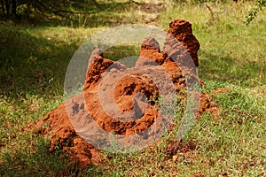 African termite hill