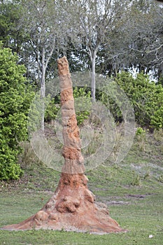 African Termite Mound