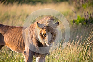 African thin lion is resting