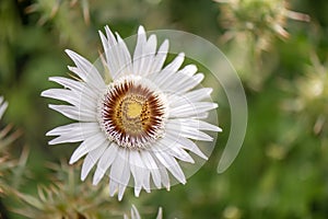 African Thistle Berkheya cirsiifolia, a radiant white flower