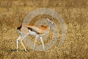 African thomson`s gazelle