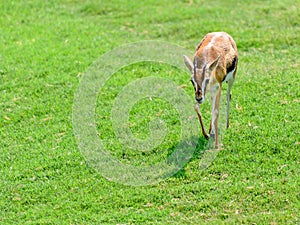 African Thomson`s Gazelle