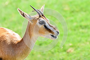 African Thomson`s Gazelle