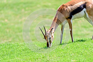 African Thomson`s Gazelle