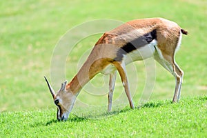 African Thomson`s Gazelle