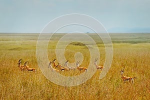 African thomson`s gazelle photo
