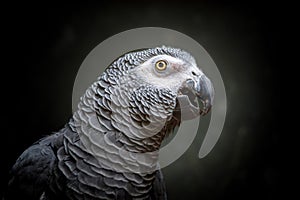 African timneh grey parrot or Congo grey parrot, Congo African grey parrot