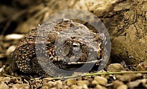 African Toad