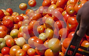 African tomato farmer