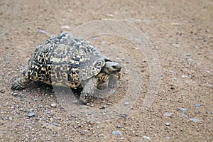 African tortoise