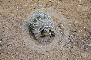 African tortoise