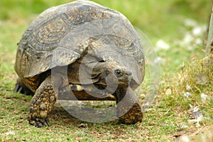 African tortoise