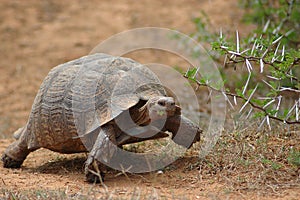 African tortoise