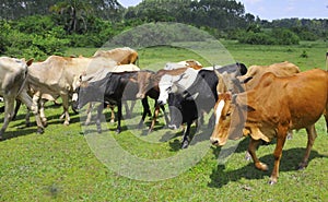 African traditional  cows grazing in the Savanahlands