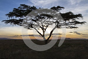 African tree in beautiful sunset