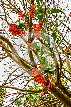 African tree blossom red flowers