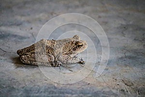 African tree frog sitting on concrete floor in kafue national park zambia