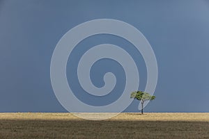 African tree isolated against blue dark sky in Masai Mara Kenya