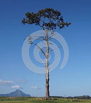 African Tree landscape albero sfondo