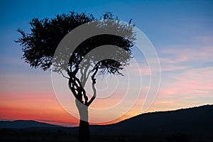 African tree in the last daylight. sunset. Kenya.