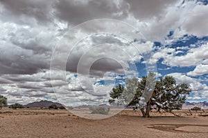 African tree in Namibia desert with mountains in background.