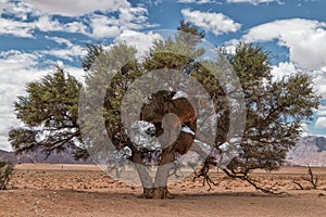 African tree in Namibia desert with mountains in background.