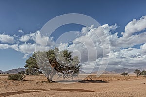 African tree in Namibia desert with mountains in background.