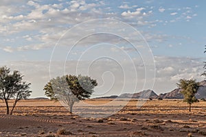 African tree in Namibia desert with mountains in background. With sunset beautiful light.