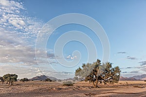 African tree in Namibia desert with mountains in background. With sunset beautiful light.