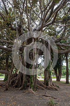 The African tree is old with roots. Vertical tree trunks. Botany