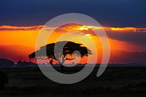 African tree silhouette on sunset in savannah, Africa, Kenya photo