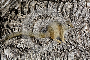 African Tree Squirrel in full body length with bark of a tree as background