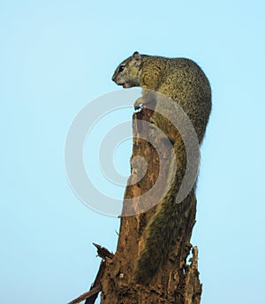 African Tree Squirrel in full body length on branch on blue background