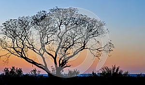 African Tree at Sunset, Zambia