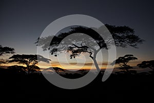 African trees at night