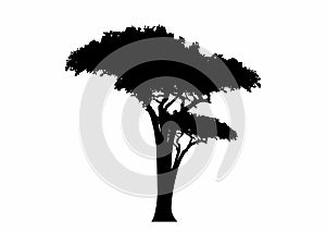 African tropical acacia tree logo icon black and white color, tree silhouette, green nature safari ecology concept, biological