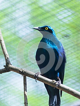 An African tropical bird greater blue-eared glossy-starling