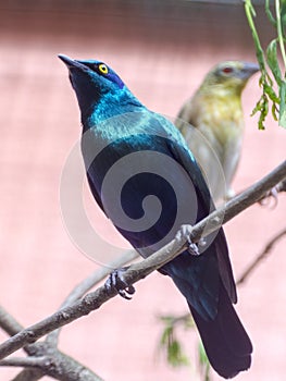 An African tropical bird greater blue-eared glossy-starling