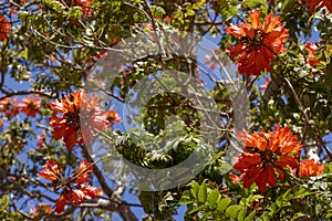 African tulip tree