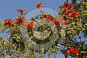 African tulip tree