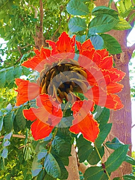 African Tulip Tree Spathodea campanulata,Beautiful orange flower butea monosperma.