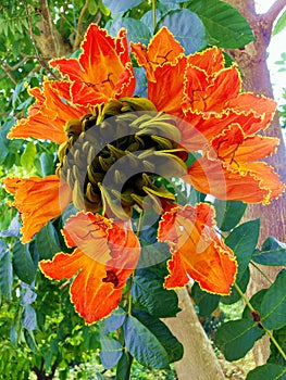 African Tulip Tree Spathodea campanulata,Beautiful orange flower butea monosperma.