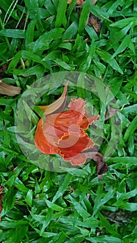 African Tuliptree Flower on the Ground