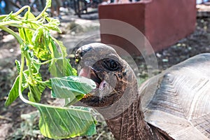 African turtle with opened mouth near green plant