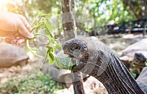 African turtle with opened mouth near green plant