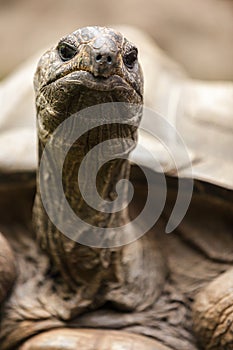 African turtle portrait