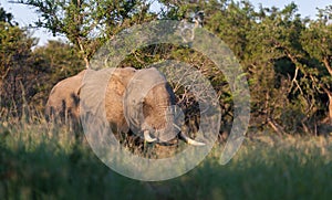 African Tusks