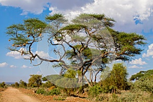 African umbrella thorn acacia Acacia tortilis