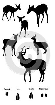 African ungulates in silhouette photo