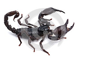 African venom Scorpion isolated on white background